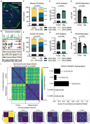 Assessing translational applicability of perineuronal net dysfunction in Alzheimer’s disease across species